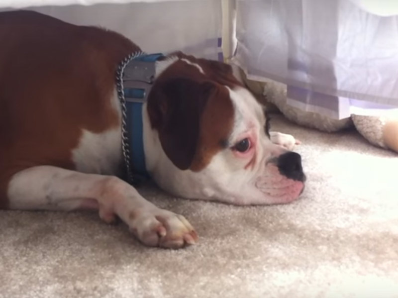 Pas koji plače zajedno sa bebom! (VIDEO)