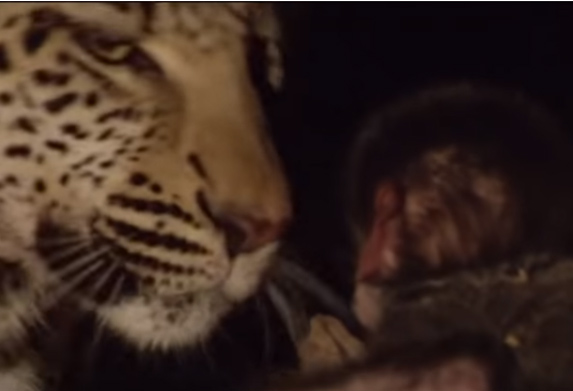 Kako je leopard zaštitio bebu majmuna! (VIDEO)