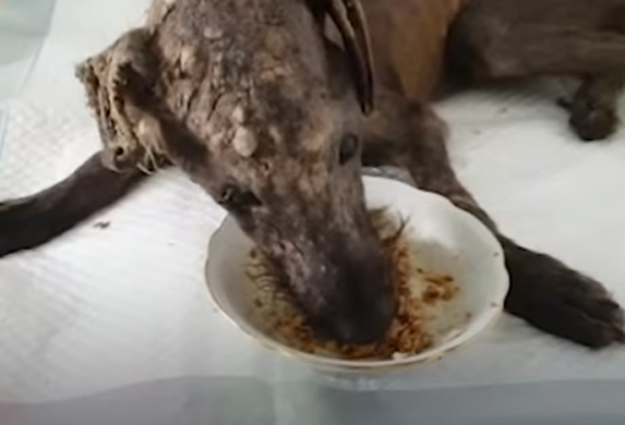 Pas koji je spašen sa ulice! Na ivici života! Sada neprepoznatljiv! (VIDEO)