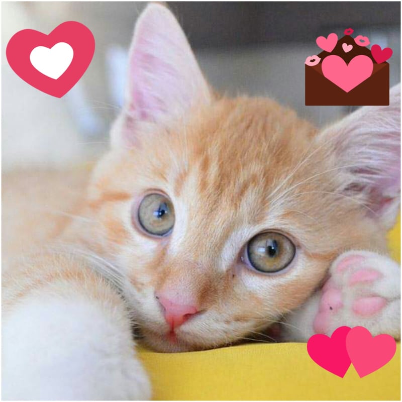 Mačke: U susret Danu zaljubljenih, analiziranje značenja ljubavnih ugriza!