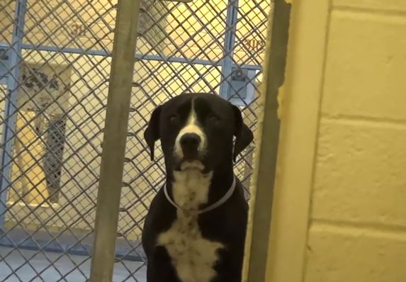Sreća psa koji je shvatio da je usvojen će vam ulepšati dan! (VIDEO)