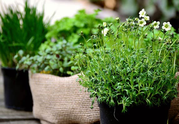 Začinske biljke unose sreću u vaš dom! Bosiljak za bogatstvo i prosperitet!