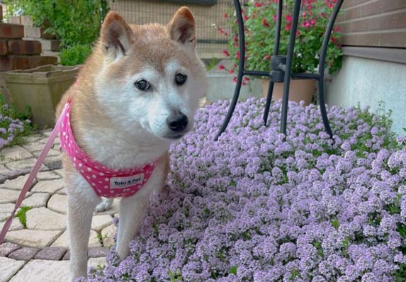 Preminuo najpoznatiji pas na svetu: Kabosu, zvezda mimova