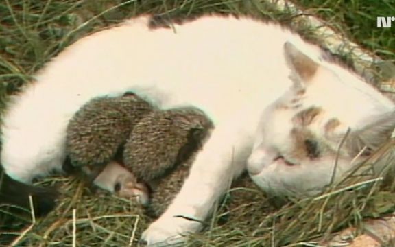 Materinski instinkt: Ova mačka je usvojila napuštene ježeve! VIDEO