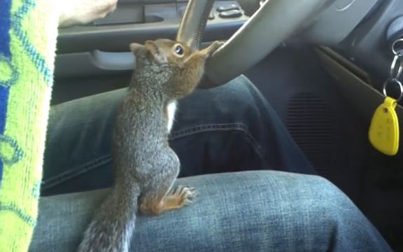 Kakav hit: Ova veverica obožava da VOZI AUTO! VIDEO