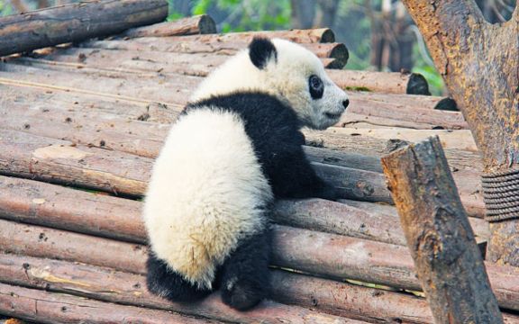 Igra ne sme da stane: Ovako izgleda kad 5 pandi jako žele da se zabave! VIDEO