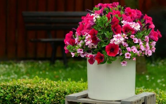 Vaše biljke i cveće će bujati, samo napravite ovaj rastvor! (RECEPT)