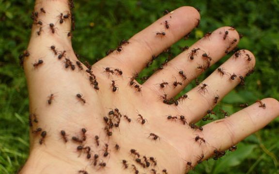 Postoji više načina da mrave oterate iz kuće!