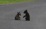 Kad se mali medvedi zaigraju (Video)