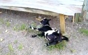 Previše plašljiva koza (Video)