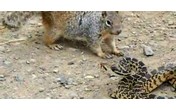 Borba veverice i zmije (video)