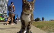 Mačka koja vozi skejtbord ušla u Ginisovu knjigu rekorda! VIDEO