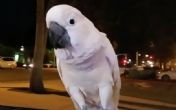 Oduševiće vas ples ovog papagaja! VIDEO