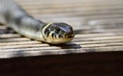 Verovali ili ne: Ova zmija voli da se mazi! VIDEO