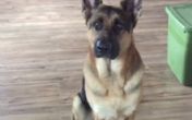 Vlasnik je zabranio psu da jede, a njegova reakcija će vas oduševiti! VIDEO