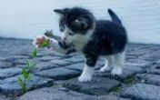 Ako imate mačku: Biljke koje su otrovne za vašeg ljubimca!