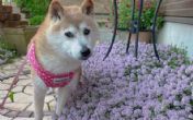 Preminuo najpoznatiji pas na svetu: Kabosu, zvezda mimova